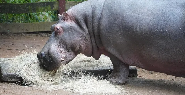 photo  le zoo de la flèche (sarthe) s’apprête à inaugurer de grandes nouveautés avec un nouvel environnement pour ses hippopotames au printemps 2026.  &copy;  zoo de la flèche 