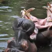 photo  les hippopotames du zoo vont découvrir leur nouvel enclos au printemps 2026. 