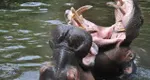 photo  Les hippopotames du zoo vont découvrir leur nouvel enclos au printemps 2026. 