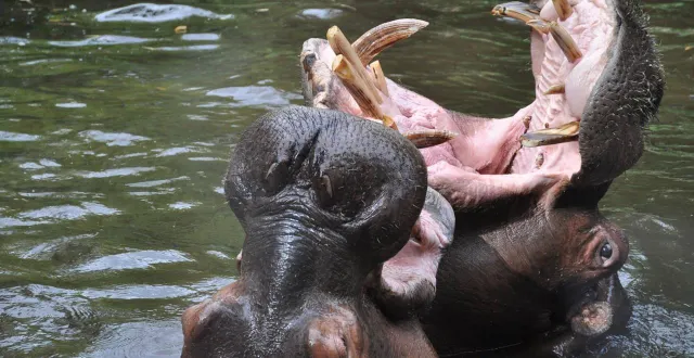 photo  les hippopotames du zoo vont découvrir leur nouvel enclos au printemps 2026.  &copy;  archives le maine libre 