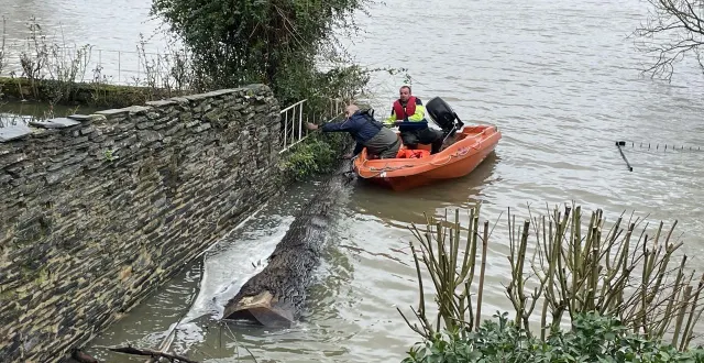 photo  les agents de la commune d’écouflant enlèvent des troncs qui ont été emportés par la crue depuis des peupleraies situées en amont. ils peuvent causer des dégâts en aval.  &copy;  ouest-france 