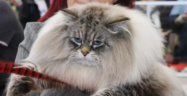 photo  audrey abate et musrafy gigolo, vainqueur dans sa catégorie.  &copy;  ouest-france 
