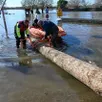 photo  depuis vendredi, les agents municipaux d’écouflant récupèrent des troncs d’arbres qui s’échouent sur les rives de la sarthe. 