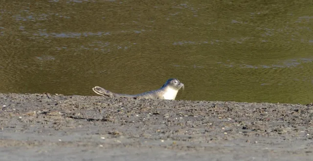 photo  surnommé affectueusement « 635 » par l’acmom, le veau marin s’est prélassé de longues minutes sur les bords du léguer, sous le regard émerveillé des passants.  &copy;  ouest-france 
