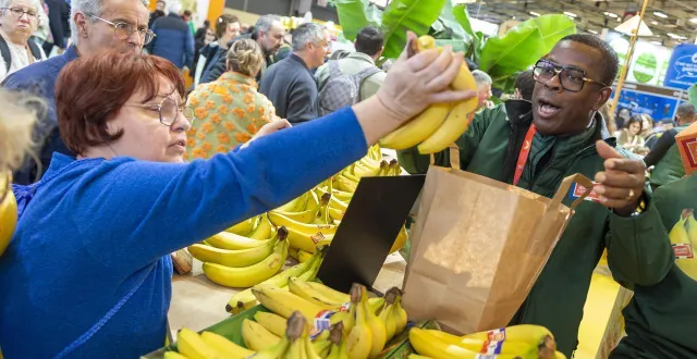 photo  les bananes des antilles représentent 20 % de la consommation en métropole.  &copy;  mathieu pattier 