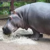 photo  le futur enclos des hippopotames aura une superficie totale d’environ 5 000 mètres carrés. 