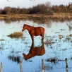 photo  un cheval bloqué au milieu d'un champ inondé. photo d'illustration. 