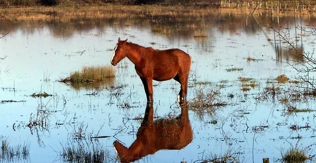 photo  un cheval bloqué au milieu d'un champ inondé. photo d'illustration.  &copy;  archives afp/michel gangne 