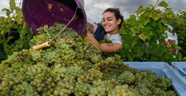 photo  chaudefonds-sur-layon, septembre 2024. le métier de vigneron, ce n’est évidemment pas que les vendanges.  &copy;  laurent combet 