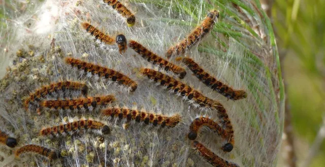photo  des chenilles processionnaires ont été retrouvées dans un parc canin de toulon (var) qui a donc fermé ses portes mardi 17 février 2026. photo d’illustration.  &copy;  makamuki0 / pixabay 