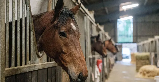 photo  la fille d’une championne américaine est morte écrasée par un cheval. photo d’illustration.  &copy;  simon torlotin / archives ouest-france 