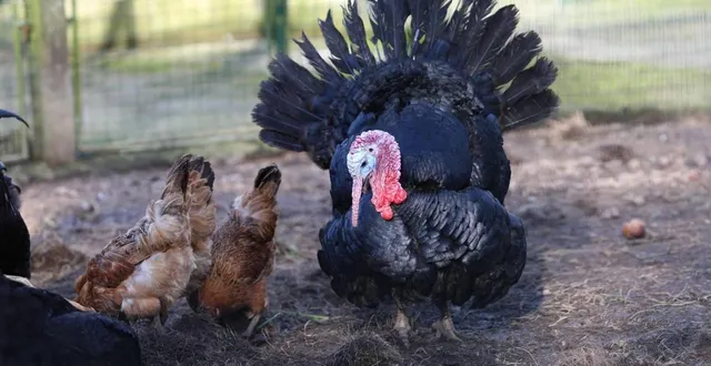 photo  peta réclame un mémorial en hommage aux 500 dindons tués dans un accident de la route, en janvier dernier. photo d’illustration.  &copy;  archives ouest-france 
