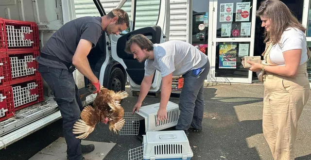 photo  l’association poule pour tous organise trois distributions de poules pondeuses de sauvetage en sarthe au début du mois de mars 2026.  &copy;  archives ouest-france 