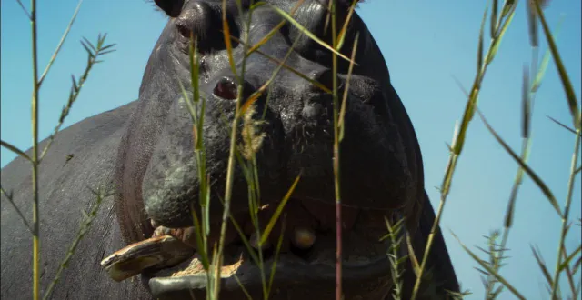photo  le film documentaire « pepe » est projeté aux cinéastes ce jeudi 26 février 2026 à 20 h 15.  &copy;  shellacfilms 