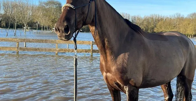photo  dans la nuit du mardi 17 au mercredi 18, c’était le branle-bas de combat au club des îles, situé sur l’île de la pinette, à saint-sébastien-sur-loire, dans l’agglomération nantaise. à cause de la montée des eaux, le club s’est mobilisé dès 14 h le mardi, mais freiné par la marée haute de la loire, il n’a pu procéder à l’évacuation des 60 chevaux du club qu’entre 23 h 30 et 4 h du matin…  &copy;  club des îles 