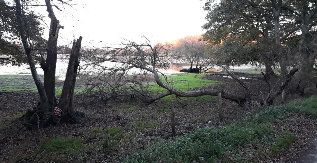 photo  le marais endigué voit disparaître l’agriculture extensive, au profit des espèces invasives, telles que la jussie.  &copy;  ouest-france. 