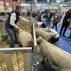 photo  pour cette édition 2026, aucun bovin ne sera présent au salon international de l’agriculture, à paris. 