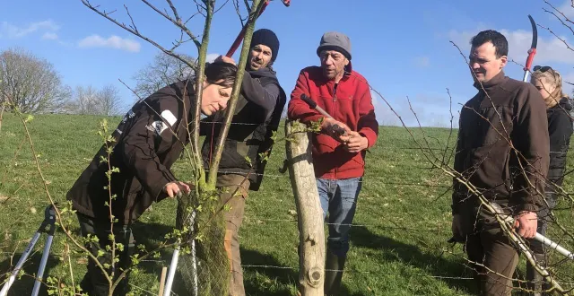 photo  avant de couper, il faut bien observer pour être certain de ne pas sectionner une branche qui ne le méritait pas.  &copy;  ouest-france 
