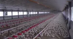 photo  Dans un élevage de poulets export dans le Finistère (archive) 