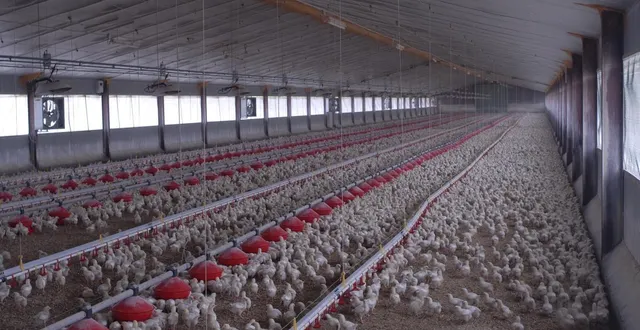 photo  dans un élevage de poulets export dans le finistère (archive)  &copy;  franck jourdain 