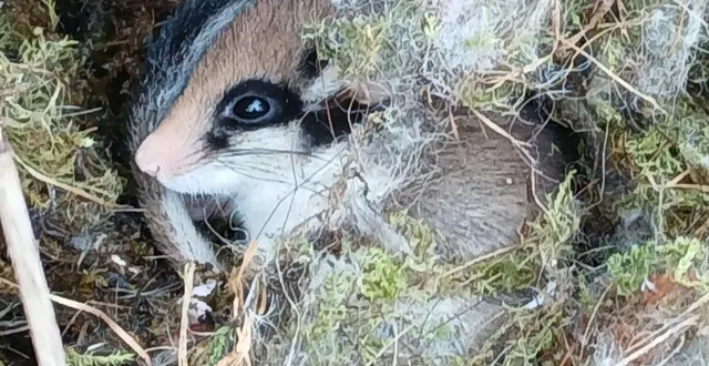 photo  le lérot sort de son hibernage.  &copy;  ouest-france 