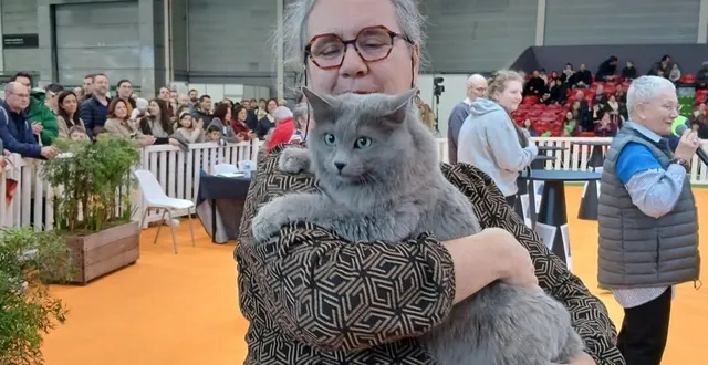 photo  éleveuse à courcelles-la-forêt, près de la flèche (sarthe), catherine ollier-autissier et son chat nebelung 