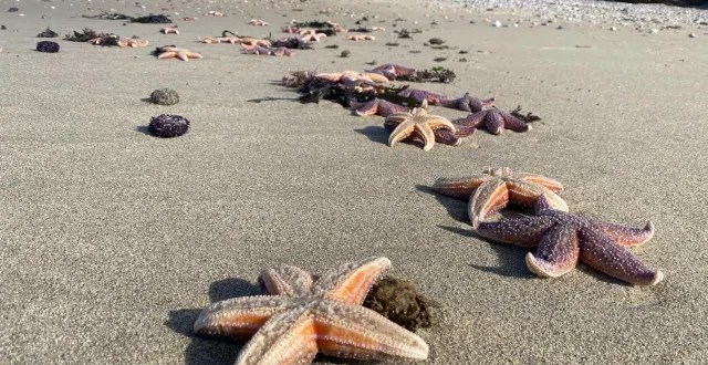 photo  plusieurs centaines d’étoiles de mer recouvrent le sable de la plage de brambell, à piriac-sur-mer (loire-atlantique).  &copy;  ouest-france 