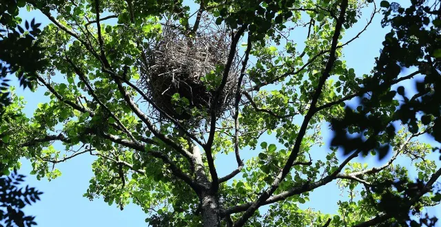 photo  ce sont les aulnes qui sont responsables des éternuements en sarthe.  &copy;  illustration le courrier de l’ouest - eric chauvet 