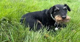 Info insolite  chaussette, un jack terrier allemand, est le candidat fictif pour une liste humoristique aux élections municipales à saint-jacut-de-la-mer. 