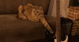 Info insolite  chipie a disparu plus de trois mois de pleurtuit avant d’être retrouvée à saint-suliac, de l’autre côté de la rance. 