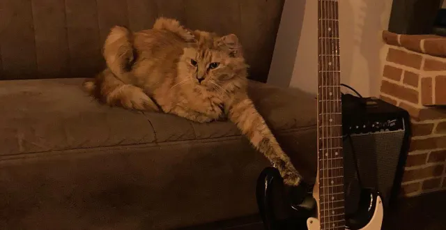 photo  chipie a disparu plus de trois mois de pleurtuit avant d’être retrouvée à saint-suliac, de l’autre côté de la rance.  &copy;  ©photo fournie par dylan beauvais 