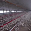 photo  en se portant acquéreur de france poultry, le groupe ldc consolide son approvisionnement en matières premières, un domaine qui lui avait fait défaut durant l’année 2025. 