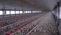 photo  en se portant acquéreur de france poultry, le groupe ldc consolide son approvisionnement en matières premières, un domaine qui lui avait fait défaut durant l’année 2025. 