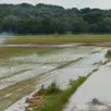 photo  la loire est sortie de son lit en inondant l’île de chalonnes. les routes sont bonnes à refaire à de nombreux endroits. 
