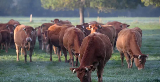 photo  les organisations rappellent que les viandes bovines d’amérique du sud ne respectent pas les normes européennes en matière de traçabilité sanitaire, d’alimentation animale ou encore d’environnement.  &copy;  archives co – josselin clair 