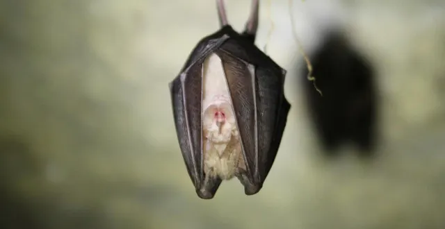 photo  un petit rhinolophe, rhinolophus hipposideros. le samedi 7 février 2026, les bénévoles du cpie sarthe et loir ont recensé des chauves-souris dans une cinquantaine de grottes et autres lieux d’hibernation en vallée du loir.  &copy;  roman gentel 