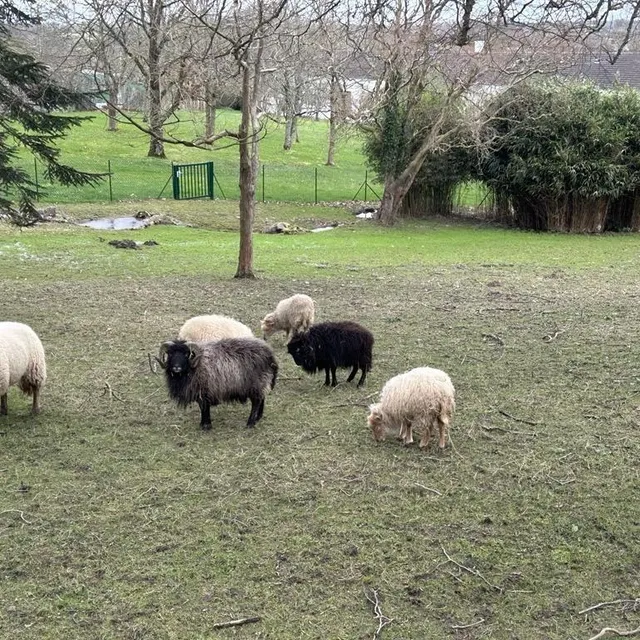 Quelques moutons paissent tranquillement à côté du Château Bonheur. Ouest-France photo quelques moutons paissent tranquillement à côté du château bonheur. © ouest-france