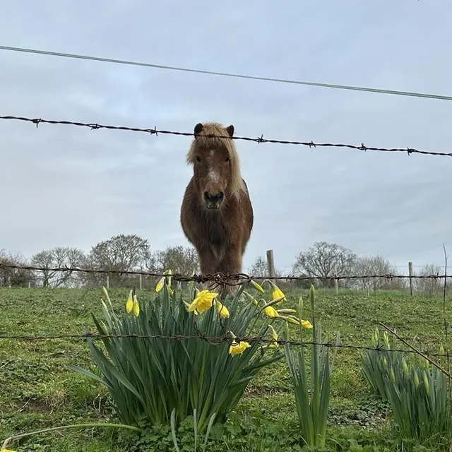 Un poney sur la balade du Château Bonheur, à Granville. Ouest-France photo un poney sur la balade du château bonheur, à granville. © ouest-france
