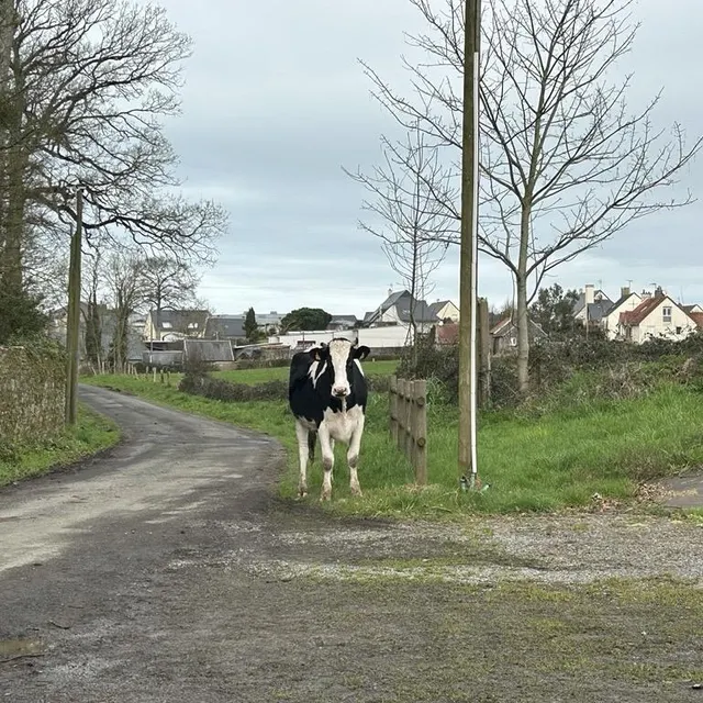 Une vache s’est échappée sur la balade du Château Bonheur, à Granville (Manche). Ouest-France photo une vache s’est échappée sur la balade du château bonheur, à granville (manche). © ouest-france