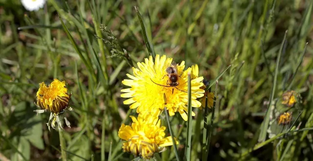 photo  le calendrier recense toutes les sorties nature et jardin recensées dans le département des deux-sèvres.  &copy;  co - benoit felace 