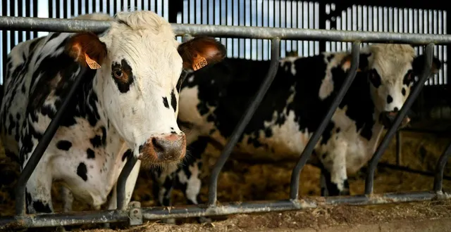 photo  trois vaches ont chuté d’environ trois mètres dans une fosse à lisier, dimanche 1er mars 2026, à formigny-la-bataille (calvados). photo d’illustration.  &copy;  martin roche/ archives ouest-france 