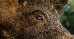 photo  un sanglier a �t� observ� sur le march� d’issoudun�(indre), samedi 28�f�vrier. photo d’illustration. 