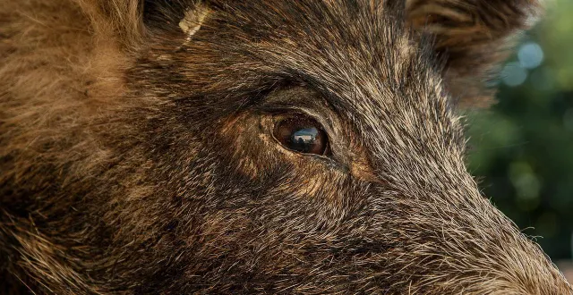 photo  un sanglier a été observé sur le marché d’issoudun (indre), samedi 28 février. photo d’illustration.  &copy;  jackmac34 / pixabay 