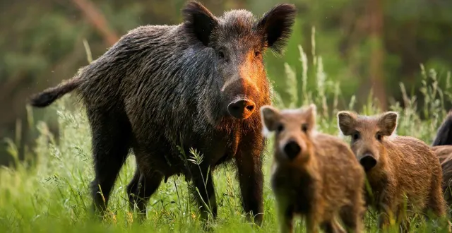 photo  ce lundi 2 mars 2026, vers 7 h, un accident de la circulation s’est produit à bouloire, à l’est du mans (sarthe).  &copy;  archive ouest-france 