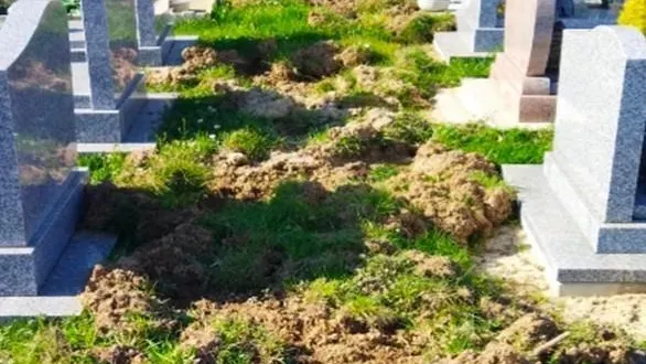 photo  le cimetière d’avrillé, près d’angers (maine-et-loire), après le passage des sangliers.  &copy;  capture d’écran facebook : ville d’avrillé 