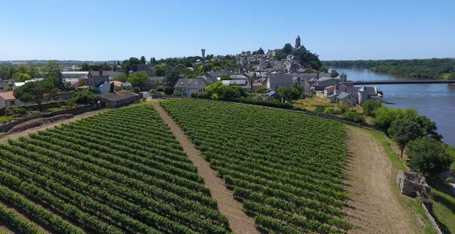 photo  la vigne de la pierre à fourneau, au centre-ville de saint-florent-le-vieil.  &copy;  fournie par l'association vepdm 