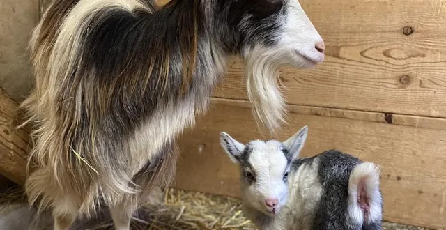 photo  quel nom donneriez-vous à ce chevreau, né en février 2026 ?  &copy;  arche de la nature 
