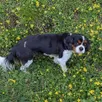 photo oupsie, cavalier king-charles de 8 ans, est morte après avoir été attaquée par deux staffie.