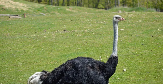 photo  deux autruches détenues illégalement par des particuliers à saint-sever (landes) ont été saisies par la gendarmerie, mardi 3 mars 2026. photo d’illustration.  &copy;  max60500 / pixabay 