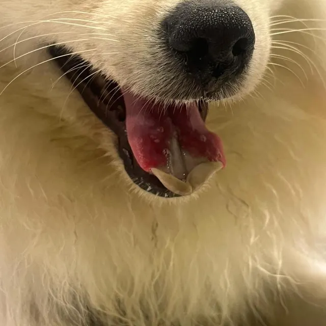 photo un cas de nécrose après contact avec des chenilles processionnaires.  ©  clinique vétérinaire de la gare à guéret